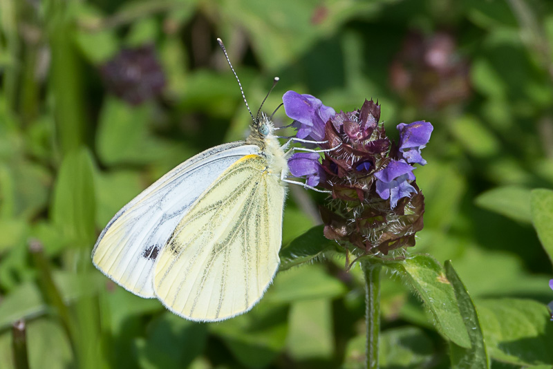 Mustard White